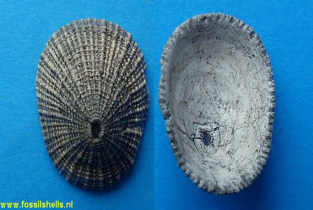 Fissurella italica vasconiensis