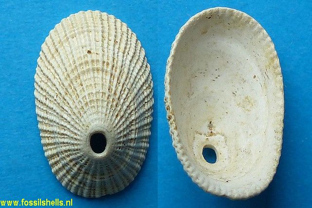 Fissurella italica vasconiensis