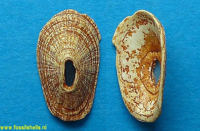 Fissurellidea clypeata