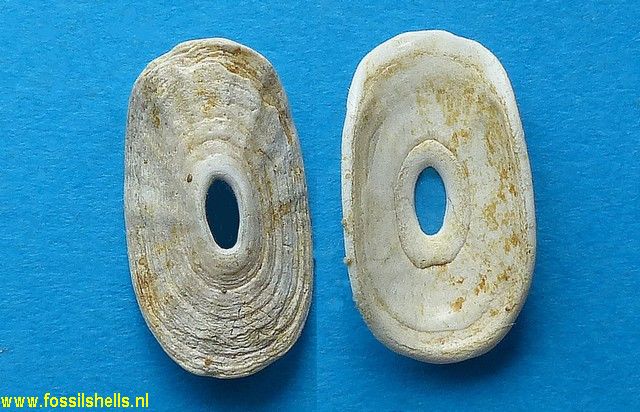 Fissurellidea clypeata