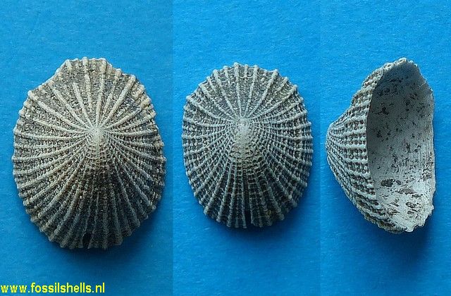 Emarginula souverbiei