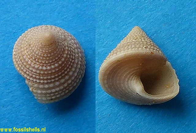 Trochus elegantulus