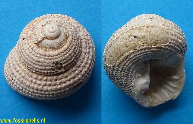 Clanculus granifer
