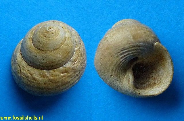 Gibbula moussoni