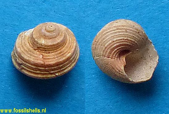 Gibbula biangulata
