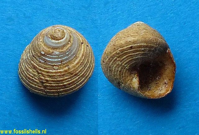 Gibbula fereclausa