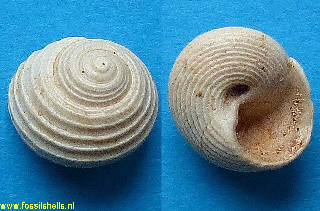Phorculus burdigalensis