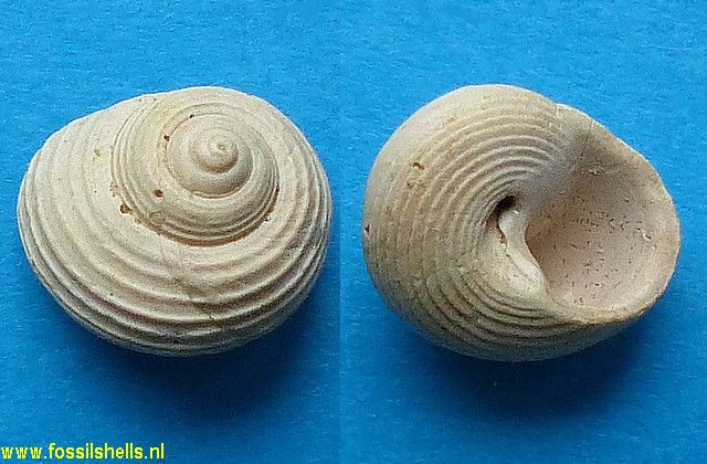 Phorculus burdigalensis