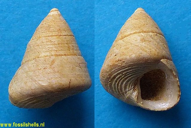 Calliostoma bucklandi