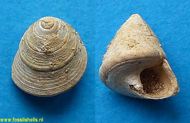 Calliostoma burdigalicum