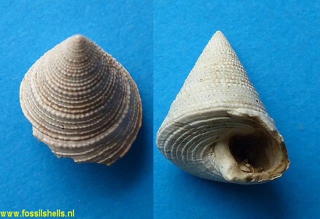 Calliostoma miliare