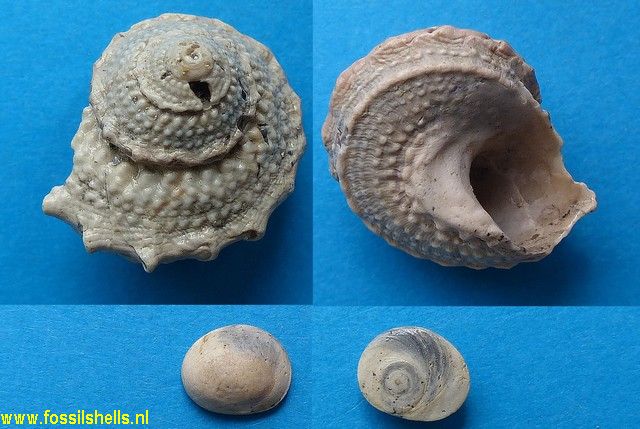 Bolma granosa