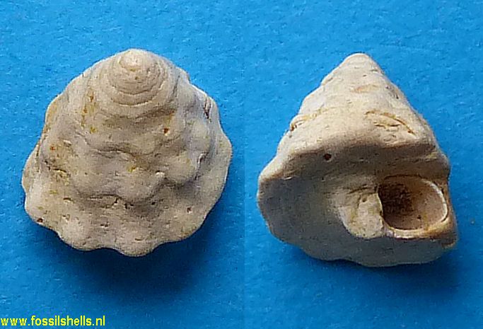 Astralium aquitanicum