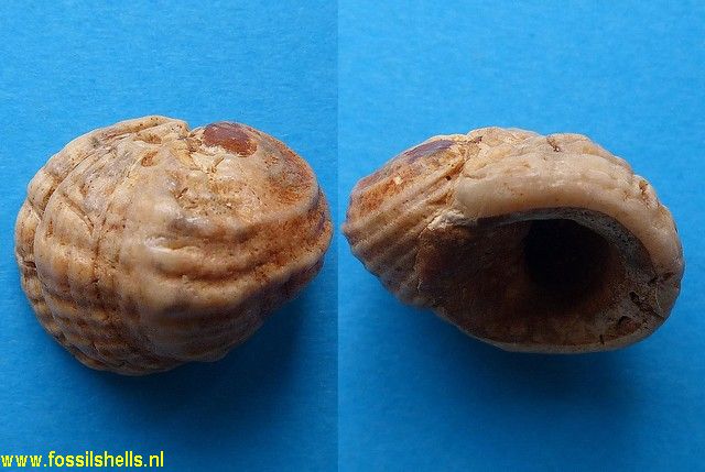 Nerita plutonis