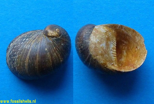 Neritina grateloupiana