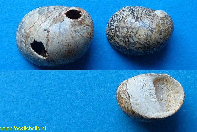 Neritina grateloupiana