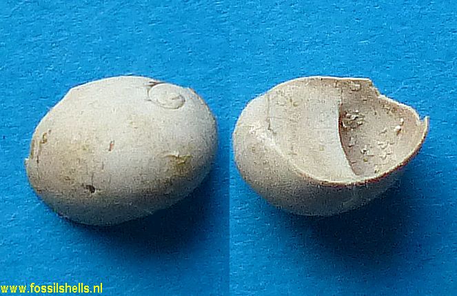 Neritina burdigalensis