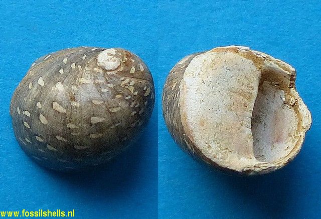 Neritina expansa