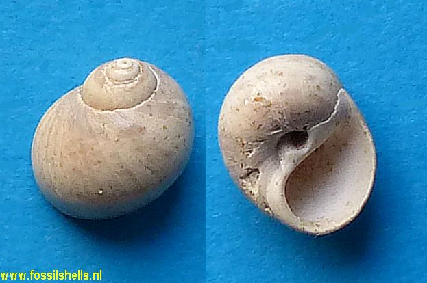 Natica neglecta
