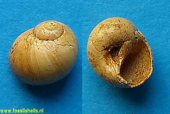 Natica degrangei