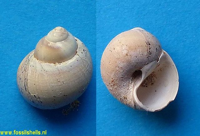 Natica aquitanica lunata