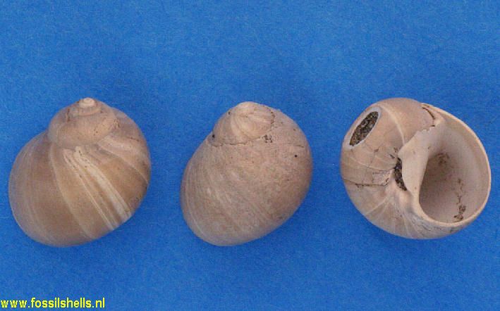 Natica parvuloides