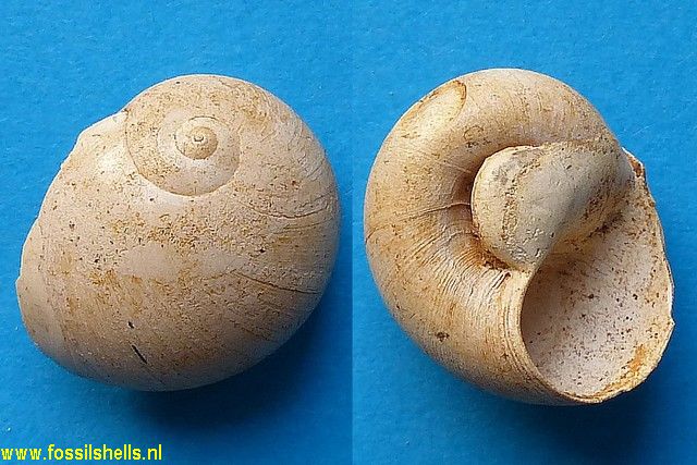Natica olla subglaucinoides