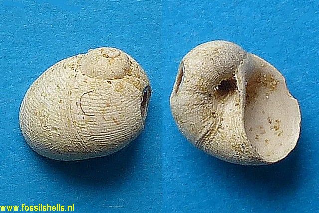 Sinum striatellus
