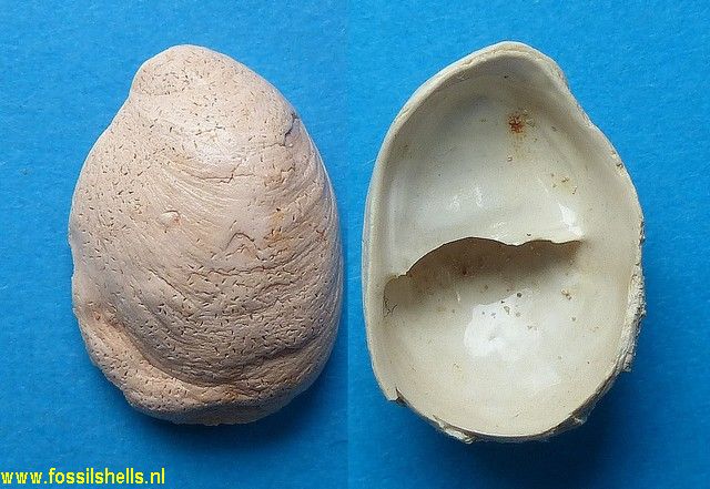 Crepidula globosa cochlearis