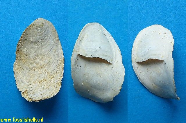 Crepidula crepidula unguis