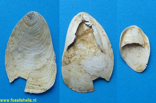 Crepidula crepidula unguis