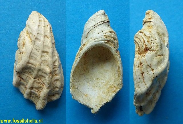 Capulus sulcosus