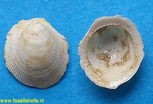 Plesiothyreus ancyliformis