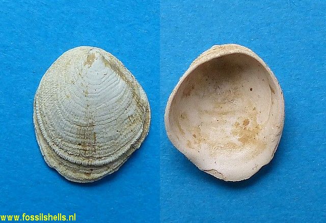 Hipponix bistriatus