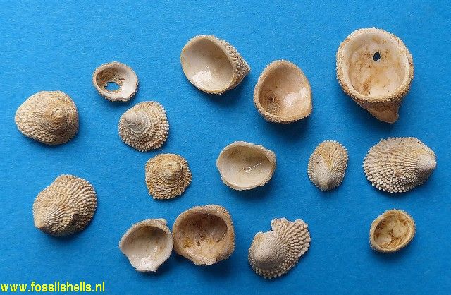 Hipponix sulcatus