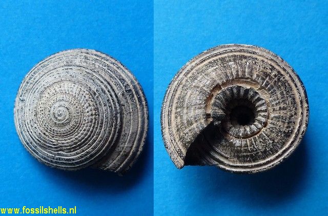 Architectonica carocollata