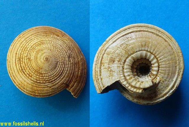 Architectonica carocollata