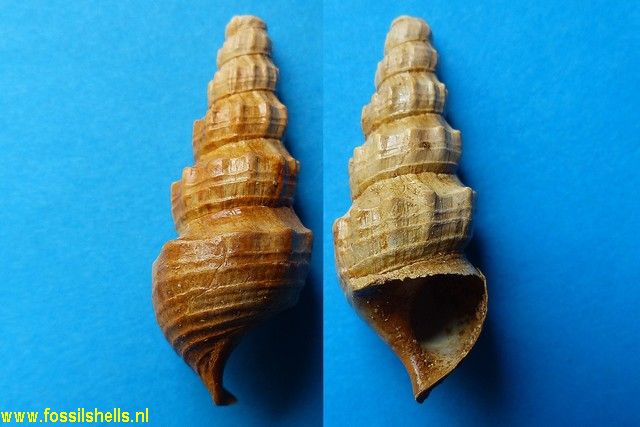 Thiara aquitanica perproxima