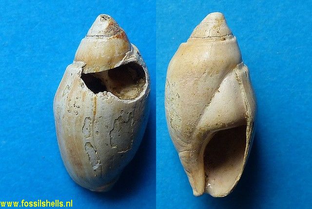 Melanopsis subbuccinoides