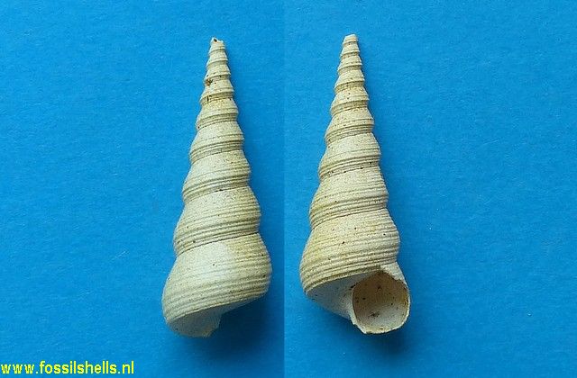 Turritella venus