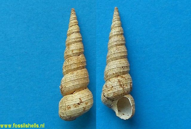 Turritella touzini