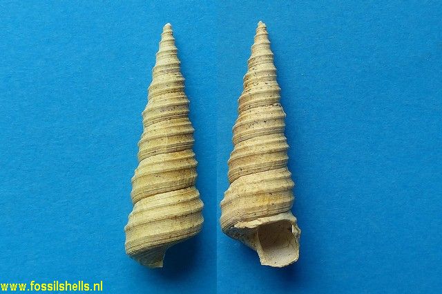 Turritella subtriplicata