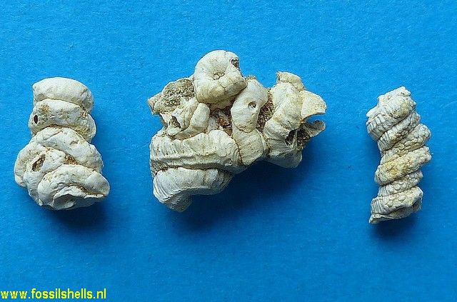 Vermetus intortus