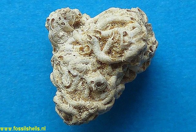 Vermetus intortus colligata