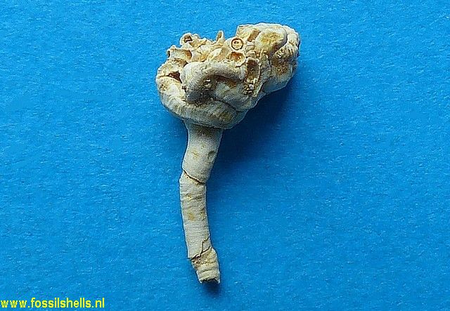 Vermetus semisurrectus antecedens