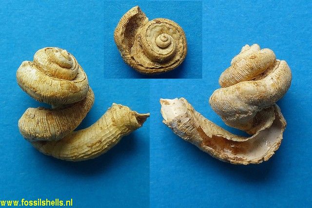 Tenagodus anguinus miocaenicus