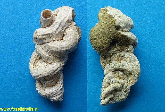 Vermetus intortus