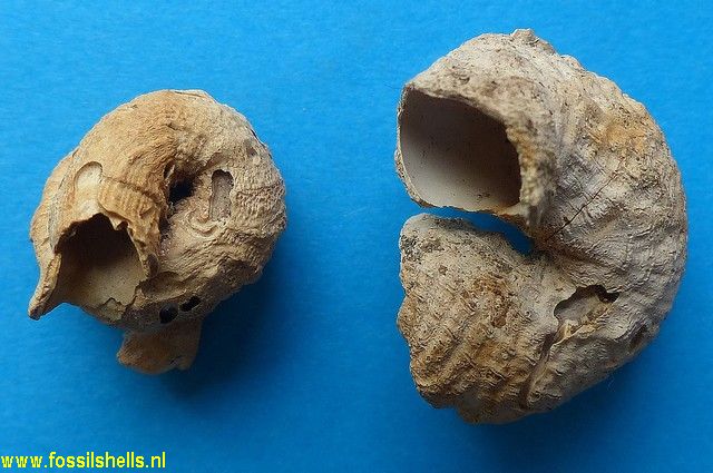 Vermetus arenarius pseudodentifer