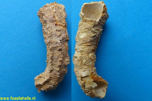 Vermetus arenarius pseudodentifer