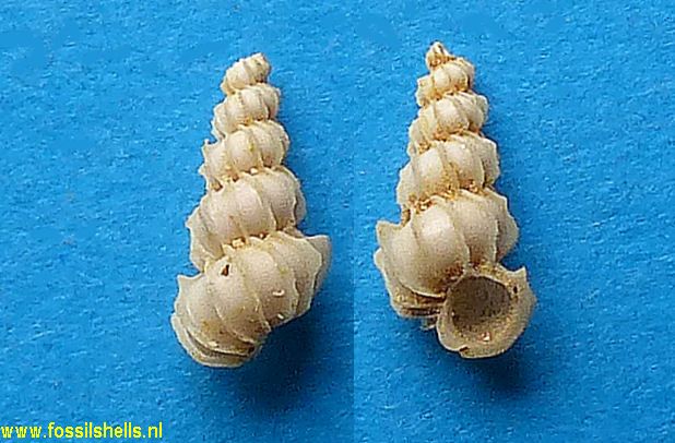 Spiniscala trivialis